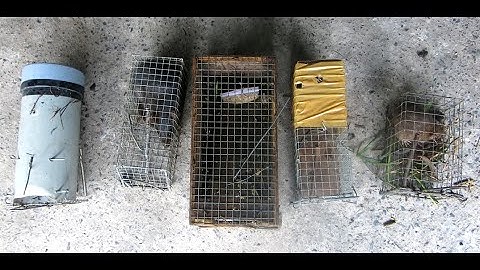 Bẫy chuột đồng bằng 5 kiểu lồng khác nhau ( Trap rat with 5 different types of trap cages)