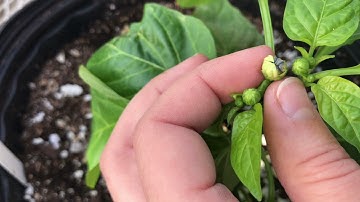 Be the Bee: how to cross pollinate plants: pepper crossing! (1/2)