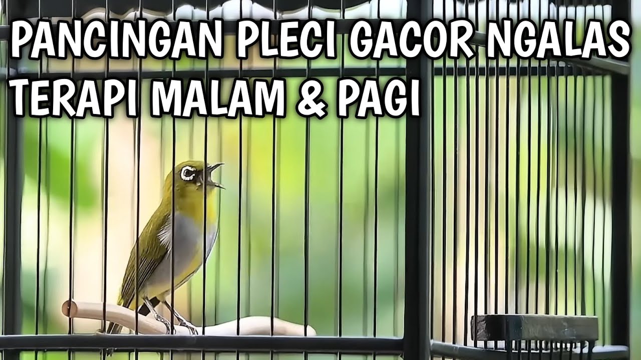 Pancing Pleci Bisu Jadi Ngalas Nembak Rapat | Suara Pleci Ngalas Gacor Memancing Pleci PIREU