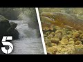 The Struggling School Of Salmon | Scotland: A Year In The Wild | Channel 5