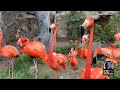 Our Flamingos Move to a Temporary Outdoor Habitat