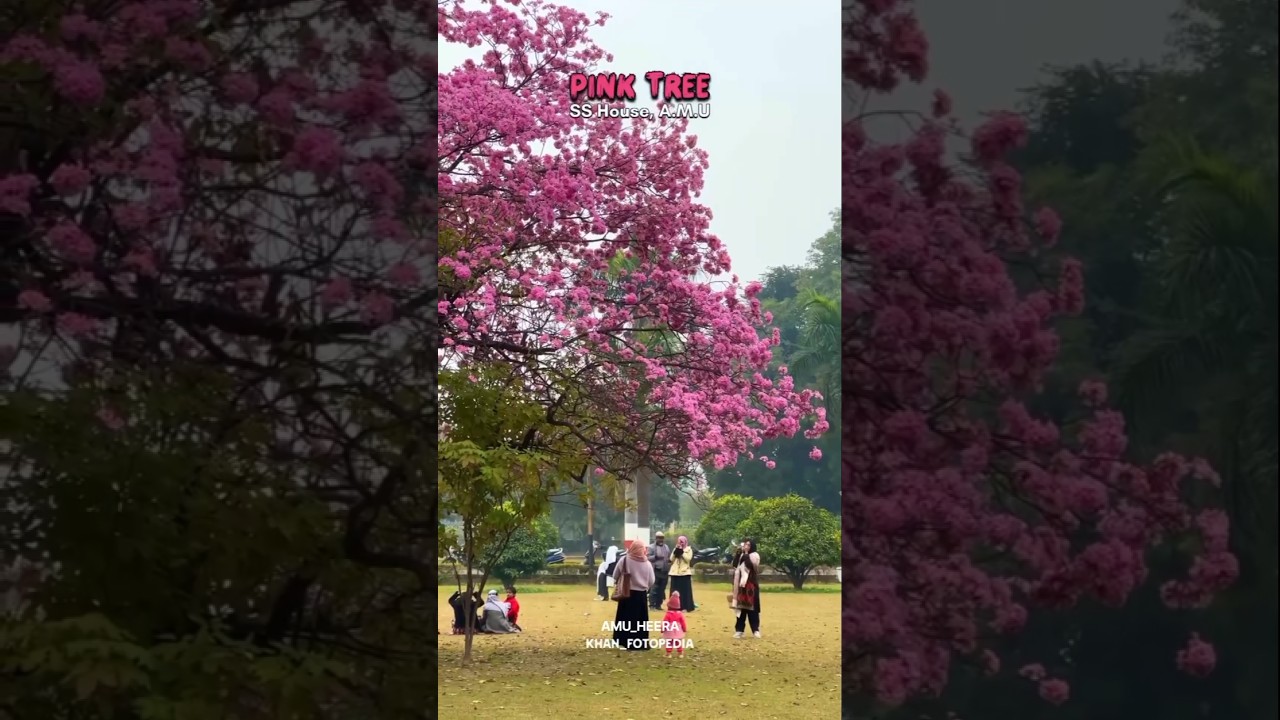 The most viral spot in the University campus |PINK TREE| SS House 