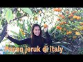 PANEN JERUK DI RUMAH MERTUA DI ITALY PART 2