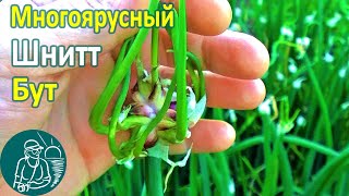 🧅 Как цветут многолетние луки: батун, многоярусный, шнитт 🌺 Выращивание лука 🌿 Опыт Гордеевых