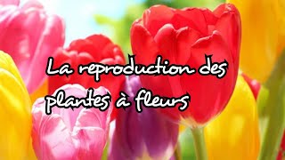 La reproduction des plantes a fleurs