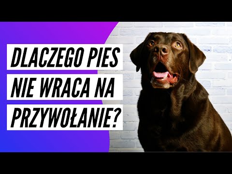 Wideo: Jak zabić wirusa Parvo