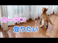 生後65日の子猫は毎日大暴れ！カーテンが危ない！保護猫の成長記録と脱ペットロス 初老夫婦の日常