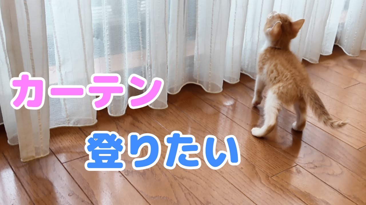 生後65日の子猫は毎日大暴れ！カーテンが危ない！保護猫の成長記録と脱ペットロス 初老夫婦の日常
