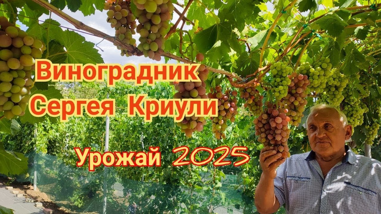 Обзор сортов винограда на винограднике Сергея Криули в 2025 году