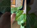 Syngonium batik new leaf got bigger than my hand