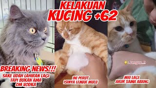 WADUH SI SAKE LAHIRAN LAGI GAES  TAPI BUKAN SAMA VODKA  KELAKUAN KUCING +62