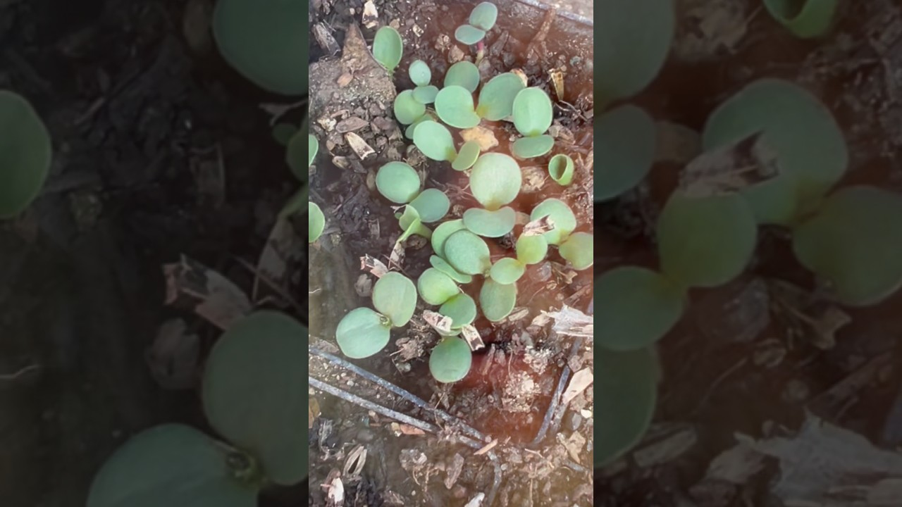 Советы по посадке растений в условиях ограниченного времени.