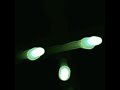 "Dawn Chorus" by WMD