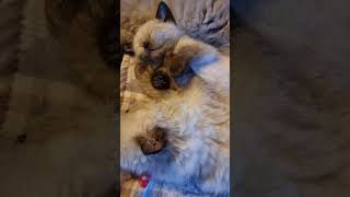 Cute kittens sleeping