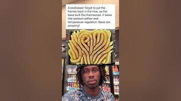 A beekeeper forgot to put the frames back in the hive, so the bees built