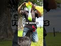He Built an INFINITE Food Machine for His Chickens! 🤯