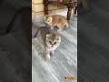 На них можно смотреть вечно. Котята шотландские золотые шиншиллы