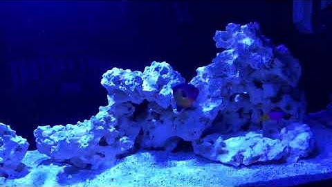 Cobalt Aquatics C-Vue 40 New aquascape and Update!