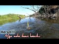 Sangat Beruntung,,!! Pemancing dapat banyak straike ikan nila babon di sungai ini