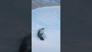 Leopard Seal Tooth Found in South Africa: A Glimpse into Ancient Ecosystems
