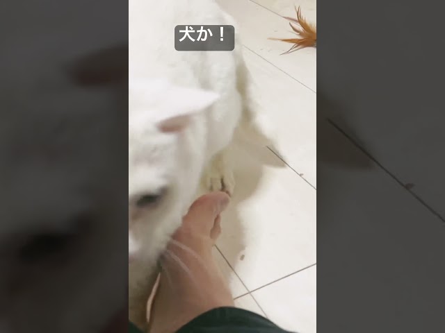 鳴き声がほぼ犬の猫型珍獣 #cat #ねこ #猫 #animal #cute #shorts