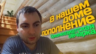 Щенки Алабая // Среднеазиатская овчарка Щенки Алабая // Среднеазиатская овчарка