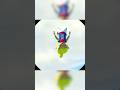 Stop Calling the Bird People Weird #zelda #nintendo #windwakerhd #gaming #shorts
