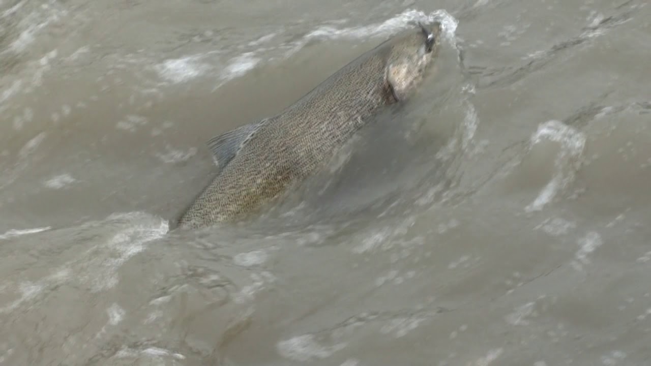 Humber River Salmon Fishing, huge Salmon, catch and release