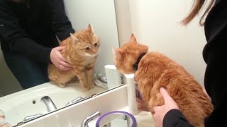 Cat Can't Stop Talking To Himself In The Mirror - Horror Movie by I'm kitting! 25,655 views 3 years ago 2 minutes, 13 seconds