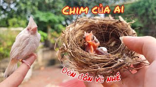 Sau Tổ Rubi Thì Lại Đến Tổ Bạch Lem Nở Cùng Tổ Chim Đen / HIỆP CUỘI TV