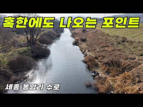 한 겨울 혹한에도 붕어낚시가 되는 중부권 세종 봉암리 수로 포인트