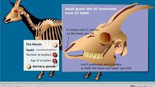 Digestion in the Goat - The Mouth