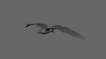 Bird Animation Wing Flap & Glide