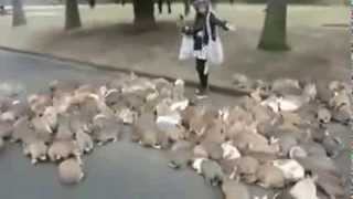 The Attack Of The Bunnies - BUNNY INVASION! by MrSteggard 49,372 views 10 years ago 37 seconds