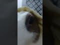 rabbit #cute #viral #viralvideo