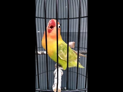 Love Bird Juara Cerewet Ngekek Panjang !!! Pemancing Love Bird