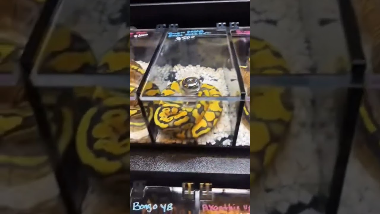 🐍💞 Super Pastel Enchi Het Clown Ball Python Morph 💞🐍 