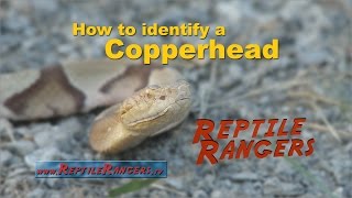 How to Identify a Copperhead