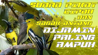 SUARA PIKAT CIPOH DAN SOGON | DIJAMIN PALING AMPUH