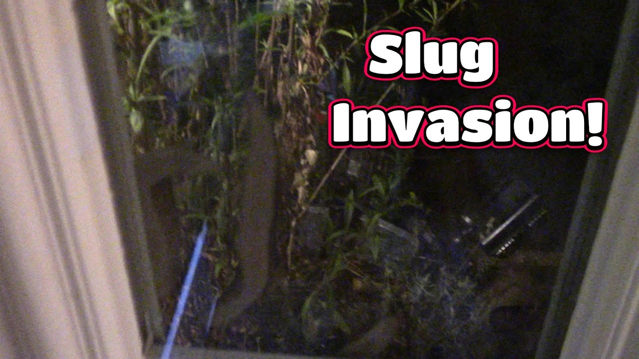 Leopard Slug Invasion! 🐌 - YouTube