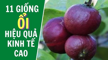 Những giống ổi mang lại hiệu quả kinh tế cao|| những giống ổi ngon nhất || giống ổi lạ nhất | cây ổi
