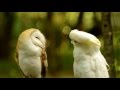 Знакомство попугая с совой. Какаду Несси и сипуха Сорен, 09.2015