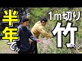 竹の1m切りの効果は如何に⁈およそ半年でどう変わった？竹の種類や時期にも注目