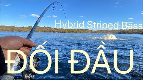 TRÚNG Ổ CÁ KHỦNG/ CÂU CÁ / @Chung Huynh Fishing Tv