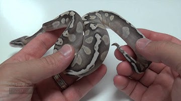 Ball Python Clutch GHI x Lesser Pastel!