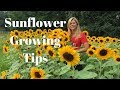 Sunflower Growing Tips