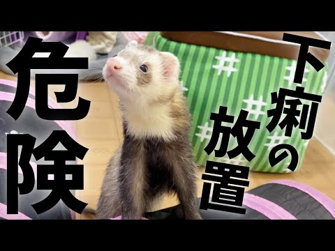 フェレットのジアルジア症対策｜症状・治療法・予防のコツ