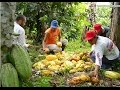 Producción de Cacao como industria Familiar - TvAgro por Juan Gonzalo Angel