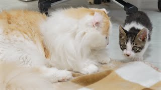 The Big Cat Wants to Be Friends With the Rescued Kitten │ Episode.195
