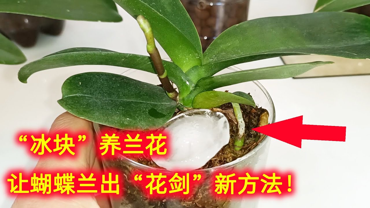 “冰块”养兰花，让蝴蝶兰出“花剑”新方法，蝴蝶兰不开花就要“冻一冻”！（阿涛养花128期）